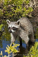 CNS1302 Procyon pygmaeus.jpg