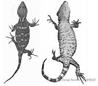 SSS0009 Xenosaurus tzacualtipantecus.JPG