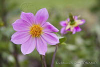 IMDOC0270 Dahlia rudis.jpg