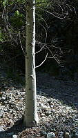 JJSE0411 Populus monticola.JPG