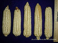 SinOPV272 Zea mays.jpg