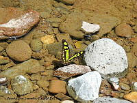 ADJ0009 Siproeta stelenes ssp. biplagiata.jpg