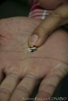 ARL00169 Dactylopius coccus.jpg