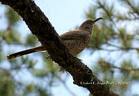 IE003 0038 Toxostoma curvirostre.jpg