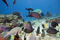 CNS1110 Acanthurus xanthopterus.jpg