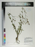 JAdNV0465 Carphochaete grahamii.JPG