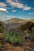 LR06 Echinocactus sp..jpg