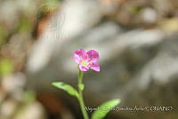 ASSA015 Oenothera rosea.jpg