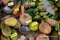 LRP 1625 _Cucurbita, Zea mays, Theobroma cacao, Allium schoenoprasum, Sechium edule_.jpg