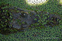 JCAD 008 Crocodylus moreletii.jpg
