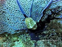 NE018 0736 Cyphoma gibbosum.jpg