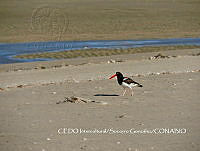 NBA151 Haematopus palliatus.jpg