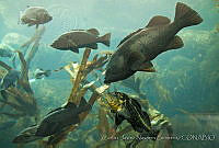 CNS1311 Sebastes melanops, Sebas.jpg