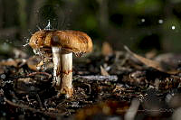 JAFH07 Russulales.jpg