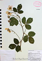 RBB0076 Rubus aff. pringlei.tif
