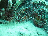 NE018 0743 Ctenoides scaber.jpg