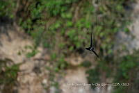 IMDOC3909 Hirundo rustica.jpg