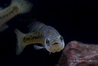IMDOC2203 Alloophorus robustus.jpg