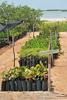 CD0105 Coccoloba uvifera.jpg