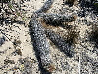 JLLdlL018 Stenocereus eruca.jpg