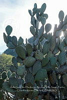 RG025 0120 Opuntia robusta.jpg