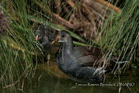 PRB0257 Gallinula galeata.jpg