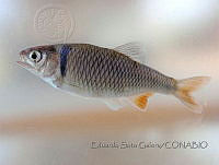 ESG020 Cyprinella lutrensis.JPG