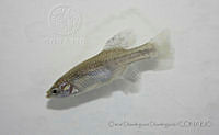 ODD0031 Skiffia bilineata.jpg