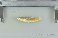 SGQ2441 Fundulus grandis.jpg