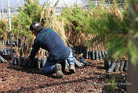 0Q0A3760 Translado de pino.jpg