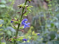 FCM295 Salvia mexicana.jpg