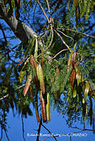 RRR0561 Leucaena leucocephala.jpg