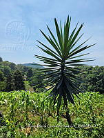 SG019 0046 Yucca gigantea.jpg