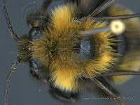 JAMR029 Bombus variabilis.jpg