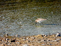 MCS IM0018 Calidris bairdii.jpg