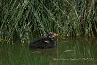 PRB0254 Gallinula galeata.jpg