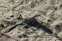 AMVDH 0211 Callisaurus draconoides.JPG