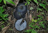 DK0731 Fungi.jpg