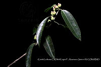 Atleq 0043 Ficus pertusa.jpg