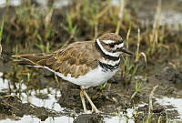 MASM08100 Charadrius vociferus.jpg