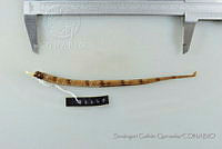 SGQ3479 Cosmocampus albirostris.jpg