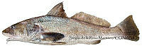 SRM0068 Menticirrhus americanus.jpg