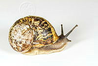 MASM07366 Helix sp..jpg