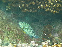 LGHM019 Cirrhitus rivulatus.jpg