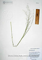 DZAJ1608 Eragrostis lugens.JPG