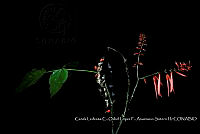 Atleq 0374 Erythrina salviiflora.jpg
