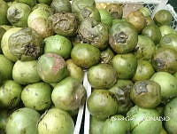 ZG013 0049 Casimiroa edulis.jpg