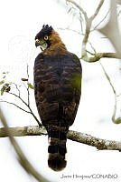 JHC0181 Spizaetus ornatus.jpg