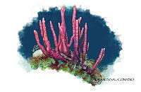 NE018 0881 Aplysina cauliformis.jpg