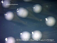 AAVA004 Erwinia amylovora.jpg